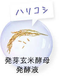 ハリコシアップ　発芽玄米酵母発酵液